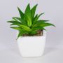 Decorative aloe vera KATNISS, ceramic pot, green, 3.5"/9cm