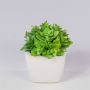 Decorative Echeveria macdougallii KATNISS, ceramic pot, green, 4.7"/12cm