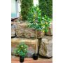 Artificial lemon tree AINSLEY with fruits, artificial trunk, 7ft/200cm