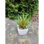 Decorative Agave decipiens KATNISS in ceramic pot, green-red, 7"/19cm