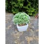 Decorative Sedum telephium KATNISS, ceramic pot, green, 5.5"/14cm