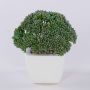 Decorative Sedum telephium KATNISS, ceramic pot, green, 5.5"/14cm