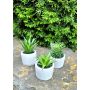Decorative succulents FINNICK in concrete pot, 3 pieces, green, 6"/15cm