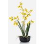False Oncidium orchid DEISHA in decorative bowl, roots, yellow, 24"/60cm