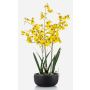 False Oncidium orchid DEISHA in decorative bowl, roots, yellow, 28"/70cm