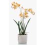 Artificial Renanthera orchid BLANI in ceramic pot, roots, yellow-fuchsia, 22"/55cm