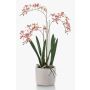 Artificial Renanthera orchid BLANI in ceramic pot, roots, white-fuchsia-yellow, 22"/55cm