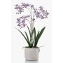 Artificial Renanthera orchid BLANI in ceramic pot, roots, violet-white-yellow, 22"/55cm