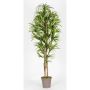 False Dracaena Marginata KIMANORA, natural stems, green-yellow, 4ft/125cm - Made in Italy