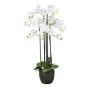 Decorative flower Phalaenopsis orchid PINSARY, soil ball, roots, white, 3ft/95cm