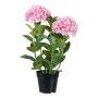 Decorative flower Hydrangea BINEFA, pink, 24"/60cm
