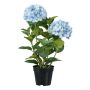 Decorative flower Hydrangea BINEFA, light blue, 24"/60cm