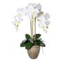 Artificial Phalaenopsis orchid FRIMTOR in terracotta pot, roots, white, 30"/75cm