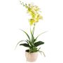 Artificial flower arrangement of orchid and aeonium FININ, grass, cement pot, roots, green-white, 18"/45cm