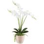 Artificial flower arrangement of orchid and succulents FININ, cement pot, roots, white, 22"/55cm