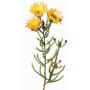 Artificial Cape strawflower BEYA, yellow-light orange, 24"/60cm, Ø2.4"/6cm