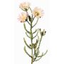 Artificial Cape strawflower BEYA, cream-pink, 24"/60cm, Ø2.4"/6cm