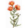 Artificial Cape strawflower BEYA, orange-yellow, 24"/60cm, Ø2.4"/6cm