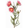 Artificial Cape strawflower BEYA, pink-fuchsia, 24"/60cm, Ø2.4"/6cm