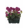FLOREANA artificial geraniums in a window box, 2 pieces, burgundy, 24x11x35cm