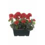 FLOREANA artificial geraniums in a window box, 2 pieces, red, 24x11x35cm