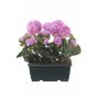 FLOREANA artificial geraniums in a window box, 2 pieces, purple, 24x11x35cm