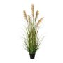 Decorative grass Millet SIRFU, brown-beige, 4ft/120cm