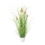 Decorative grass Hare's tail BIRVO in melamine pot, panicles, beige, 20"/50cm