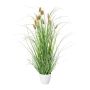 Decorative grass Hare's tail BIRVO in melamine pot, panicles, beige, 24"/60cm
