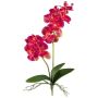 Decorative flower Phalaenopsis orchid KRUZBER, spike, roots, fuchsia, 22"/55cm