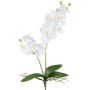 Decorative flower Phalaenopsis orchid KRUZBER, spike, roots, white, 22"/55cm