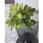 Artificial echeveria gibbiflora TROY, spike, green-red, 7"/17cm