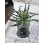 Plastic aloe vera WHITNEY, spike, dark green, 7"/18cm