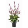 SWORTA artificial sage in decorative pot, flowers, mauve, 45cm