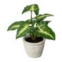 Decorative Syngonium plant KLORHE, in a cement pot, green, 8"/20cm