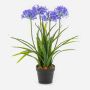 Artificial Agapanthus LESEDA plant in decorative pot, blue, 65cm