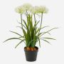 Artificial Agapanthus LESEDA plant in a decorative pot, white, 65cm