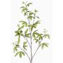 Decorative finger aralia branch MOLFER, green, 4ft/115cm
