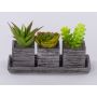 Artificial succulent arrangement SYLVIA in decorative pots, green, 7.5"x3"x4.3"/19x7,5x11cm