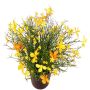 Decorative Impatiens GISINDA in decorative pot, yellow-orange, 10"/25cm