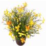 Decorative Impatiens GISINDA in decorative pot, yellow-orange, 10"/25cm
