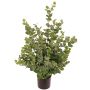 Artificial eucalyptus tree TONFYN, natural trunk, green, 3ft/100cm