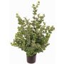 Artificial eucalyptus tree TONFYN, natural trunk, green, 3ft/100cm