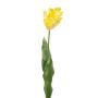 Decorative Parrot tulip LUNIA, light yellow, 70cm