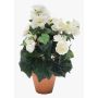 Artificial begonia CATINKA in terracotta pot, cream, 12"/30cm