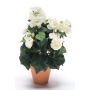 Artificial begonia CATINKA in terracotta pot, cream, 12"/30cm