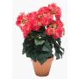 Artificial begonia CATINKA in terracotta pot, fuchsia, 12"/30cm