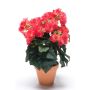 Artificial begonia CATINKA in terracotta pot, fuchsia, 12"/30cm
