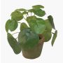 Artificial Chinese money plant SYBIL in terracotta pot, green, 5.1"/13cm