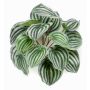 Artificial baby rubberplant KEPANO on spike, green-white, 10"/25cm